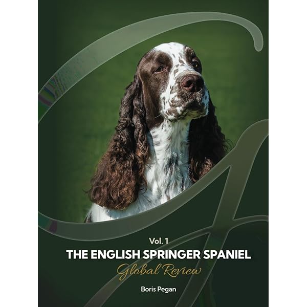 レノックス(スパニエル犬) Jewelled Springer Spaniels レノックス(スパニエル犬) Jewelled Springer Spaniels レノックス